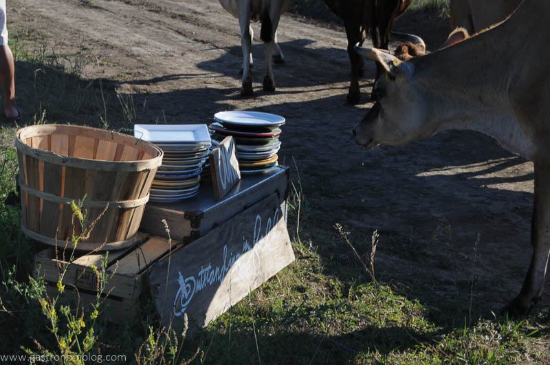 Dinner was really in the middle of the cow pasture! This cow stops to check out the plates used for dinner!