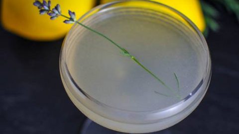 Lavender Bee's Knees cocktail in a coupe