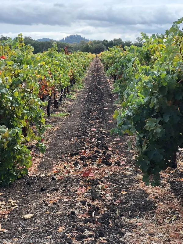 Looking down between vineyard rows of grapes in the Napa Valley