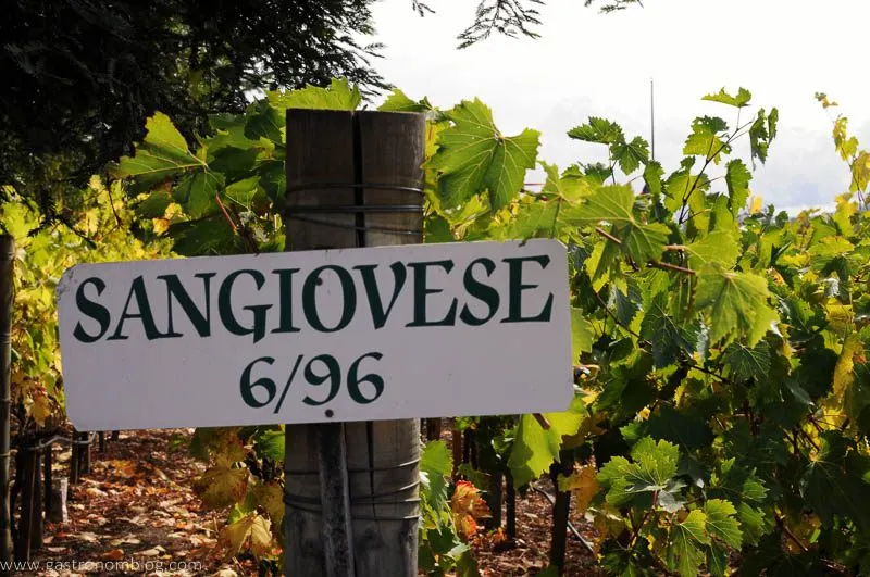 Sign says Sangiovese 6/96 on a wood post in a vineyard