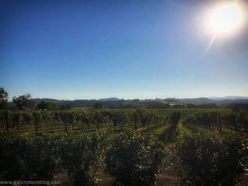 Vườn nho Silver Oak Alexander Valley trải dài bất tận