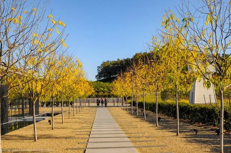 Beatuifully manacured grounds and walkway bordered by birch trees with yelllow leaves leads to the tasting room at Silver Oak Alexander Valley Winery.