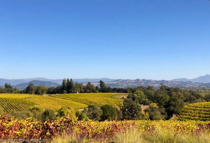 Vườn nho bạt ngàn tại Sonoma County, nguồn cảm hứng cho cocktails hương vị địa phương