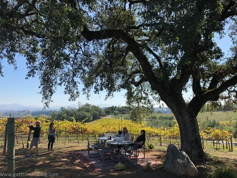 Table set up under a tree in a vineyard at Thomas George Estates