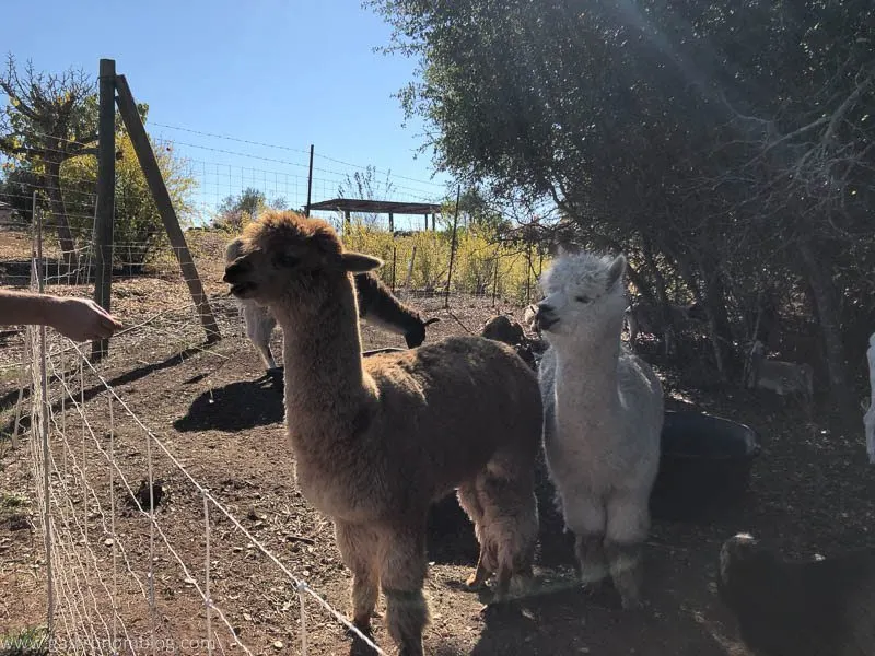 Alpacas at the winery