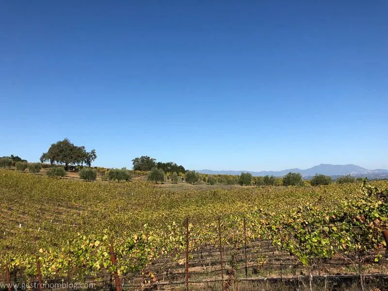 Vineyard views, blue sky
