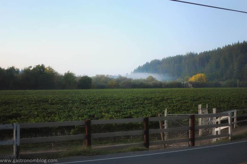 View from Pinot House across vineyard with fog