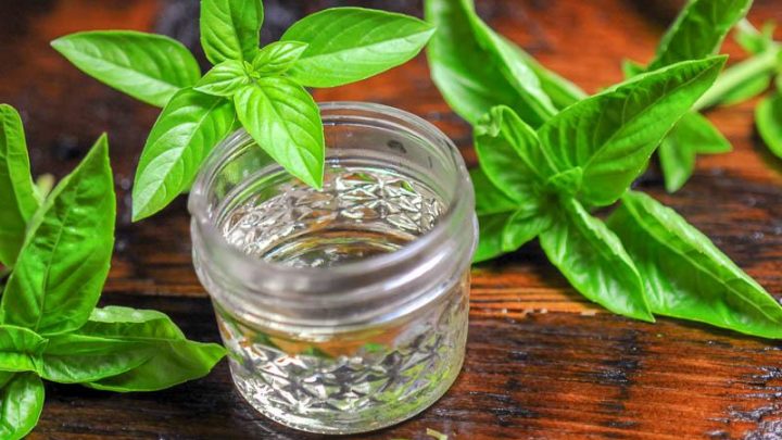 syrup in jar with basil sprigs