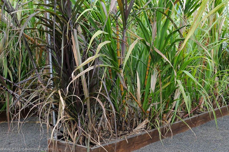 different sugarcane plants