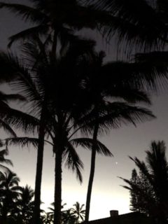 Palm trees at dawm with a little light behind