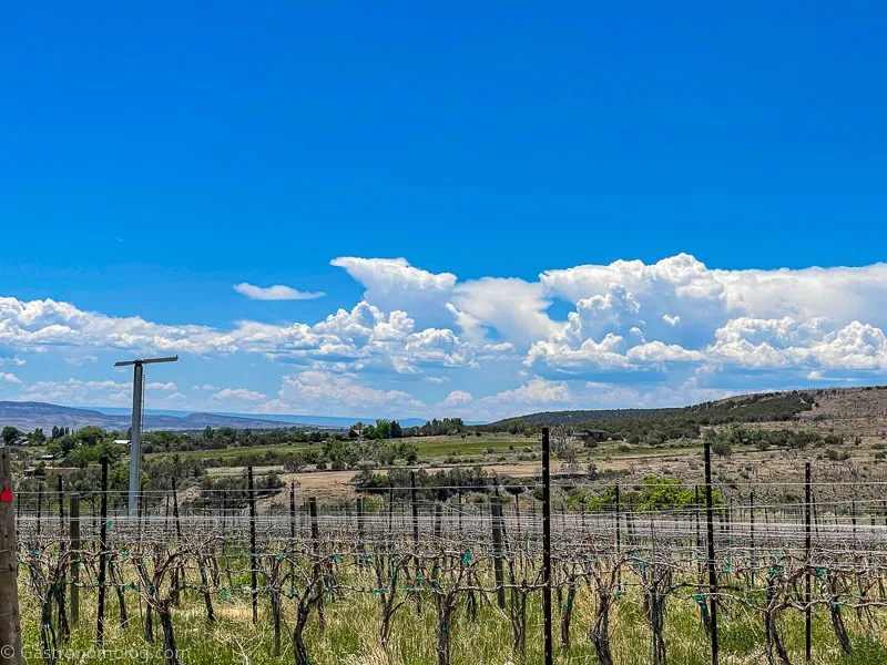 Vines at Storm Cellar Winery, mountains and puffy clouds in the background