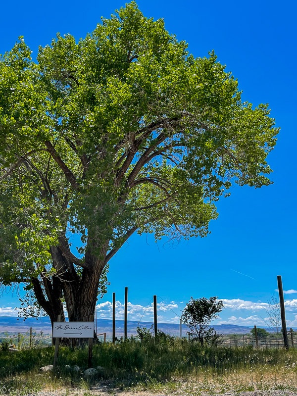 Big tree, Storm Cellar sign and vines at Storm Cellar Winery in Colorado