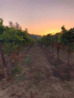 Sunrise over a vineyard
