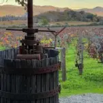 Wine press in front of vineyards at sunset in Napa Valley