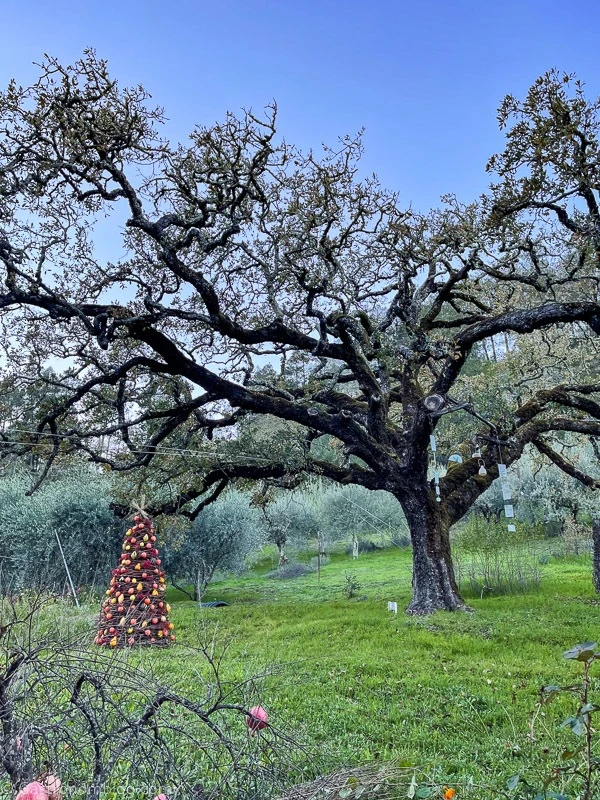 tree in a vineyard in Napa Valley