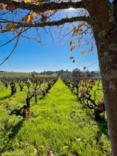 Looking down a line of vines by a tree and blue skies in Sonoma Valley