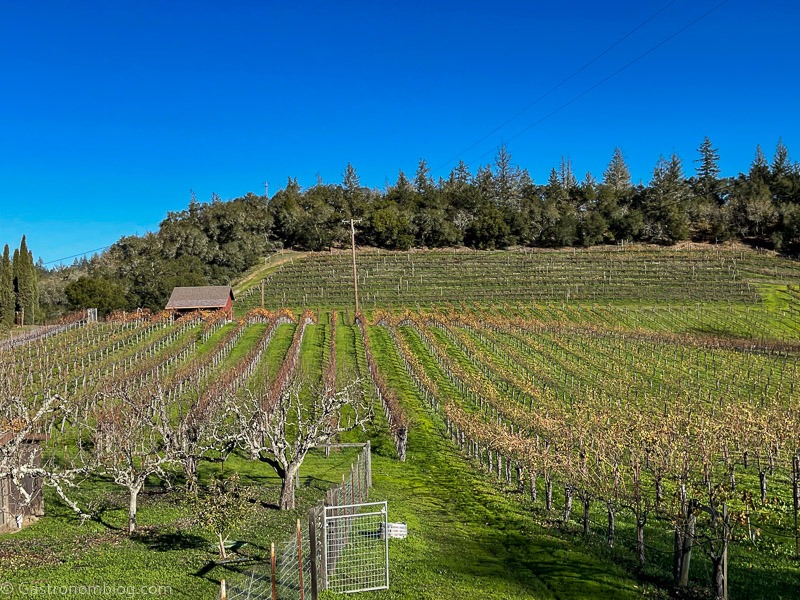 Emmitt Scorsone Winery in Sonoma, view of the vineyards