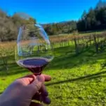 Hand holding glass with red wine in front of vineyard
