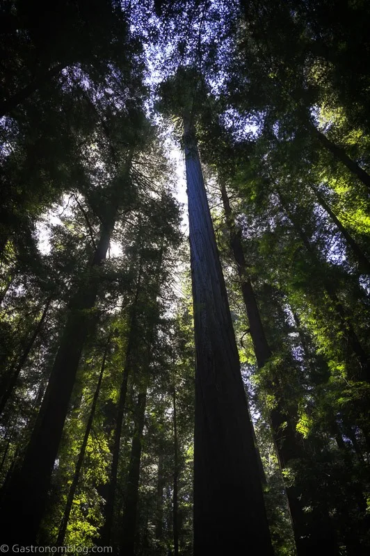 Redwood Trees in Humboldt County, California
