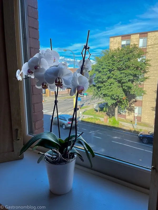 Flower on shelf in front of window