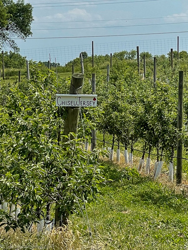 line of apple trees at Milk and Honey Ciders