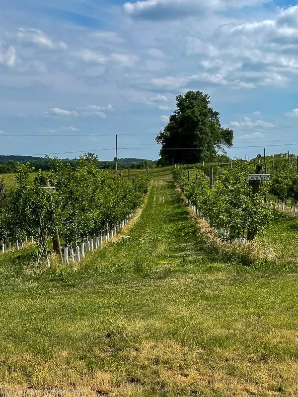 lines of apple trees at Milk and Honey Ciders