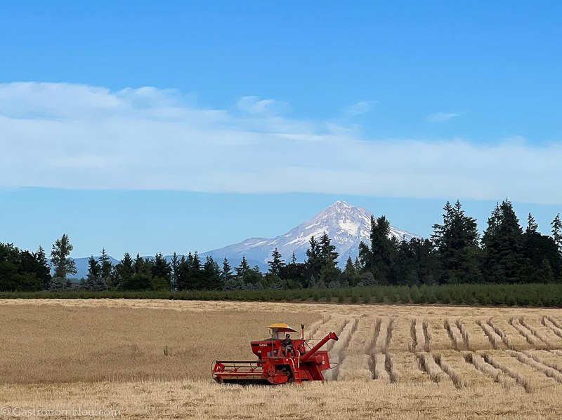 Wheat field and combine in front of Mt Hood