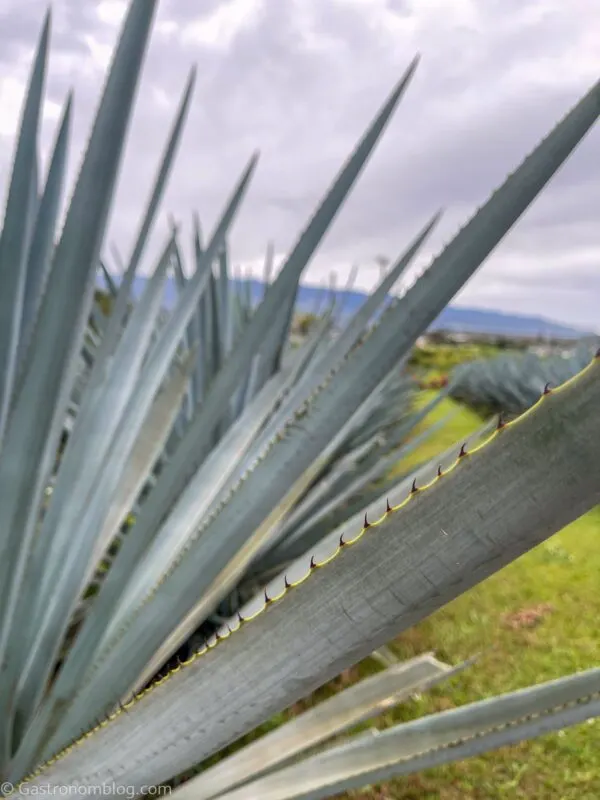 blue agave plant at Waikulu Distillery on Maui