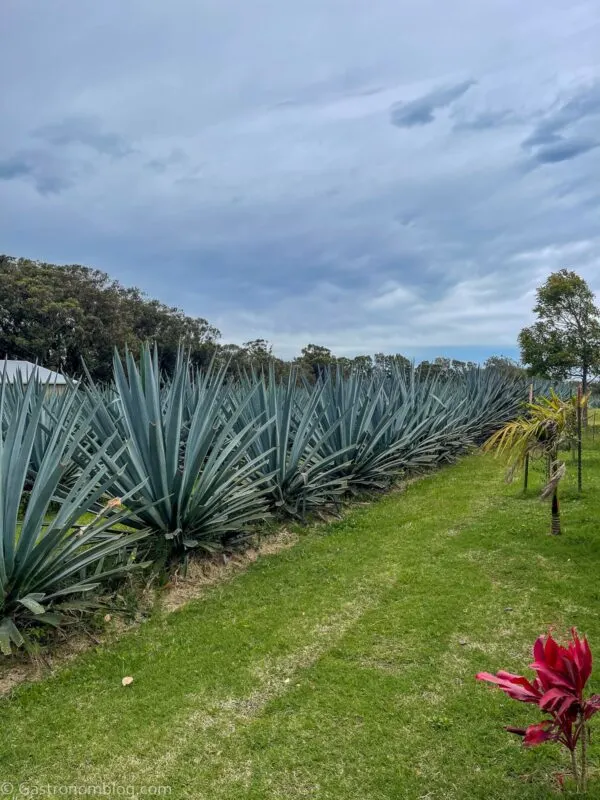 Blue Agave plants in a row at Waikulu Distillery on Maui