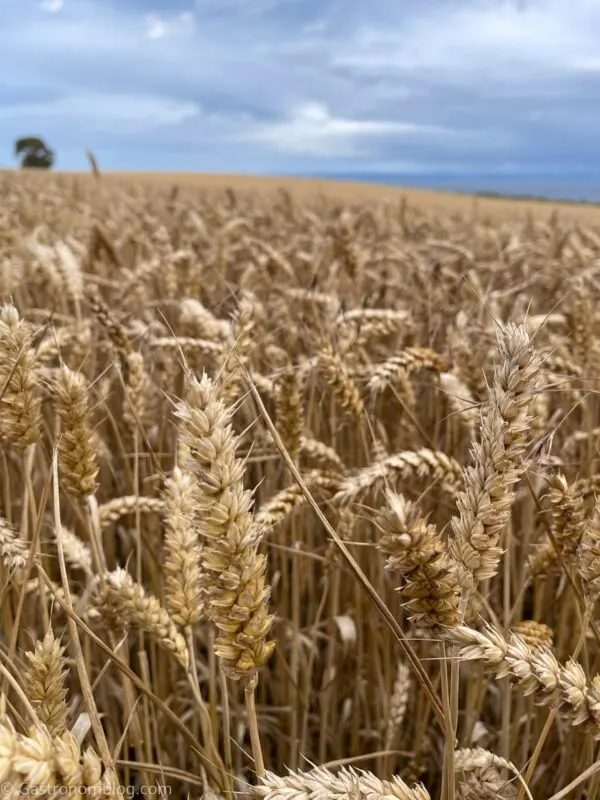 fields of barley stretch out for miles