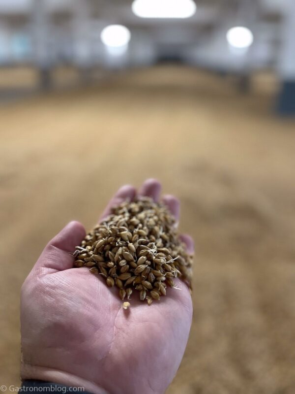 malt from malt floor at Laphroaig Distillery